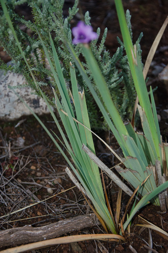 Dierama cupuliflorum image