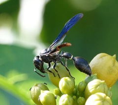 Zethus spinipes spinipes