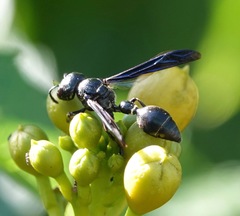 Zethus spinipes spinipes