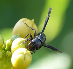 Zethus spinipes spinipes