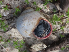 Trigonephrus globulus