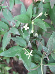 Bouvardia multiflora