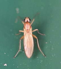 Lonchoptera bifurcata