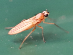 Lonchoptera bifurcata
