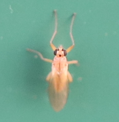 Lonchoptera bifurcata