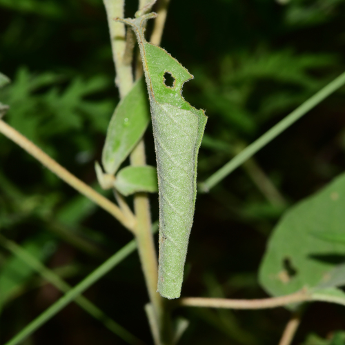 Goatweed Leafwing