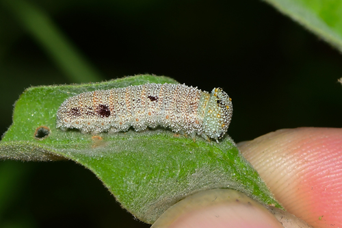Goatweed Leafwing