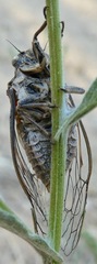 Tibicinina