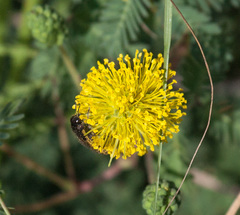Acmaeodera mixta