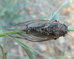 Tibicinina
