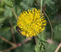 Acmaeodera mixta