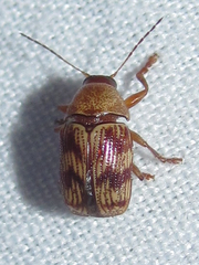 Cryptocephalus implacidus