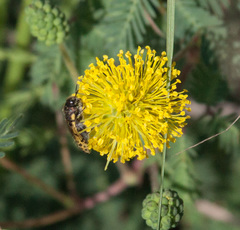 Acmaeodera mixta