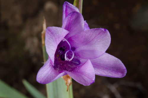 Dierama cupuliflorum image