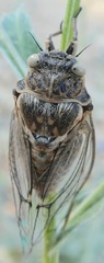 Tibicinina