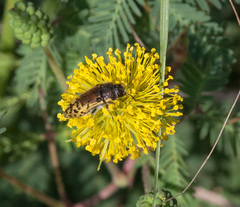 Acmaeodera mixta
