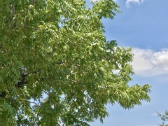 Juglans major