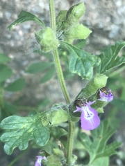 Teucrium botrys