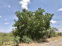 Juglans major