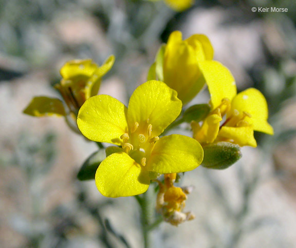 Physaria tenella