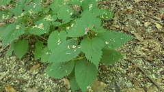 Lamium orvala