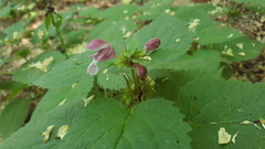 Lamium orvala
