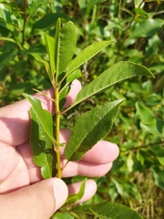Prunus fruticosa