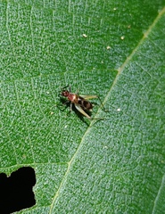 Homoeoxipha lycoides