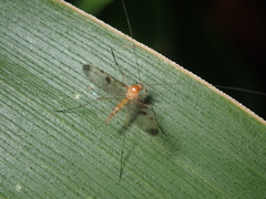 Macrocera phalerata