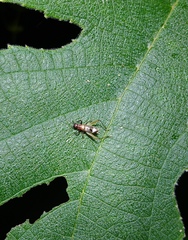 Homoeoxipha lycoides