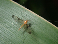 Macrocera phalerata
