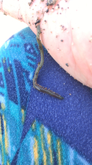 Phyllodocidae