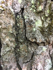 Bacidia rubella