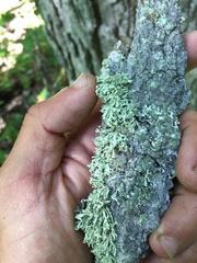 Ramalina labiosorediata