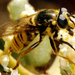 Dyar's Yellowjacket Fly - Photo (c) Brad Smith, some rights reserved (CC BY-NC), uploaded by Brad Smith