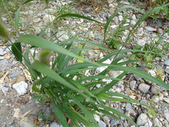Setaria viridis pycnocoma
