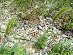 Setaria viridis pycnocoma