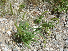 Setaria viridis pycnocoma