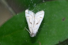 Parapoynx badiusalis