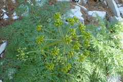 Molopospermum peloponnesiacum