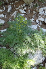 Molopospermum peloponnesiacum