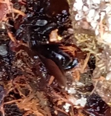 Scaptotrigona bipunctata