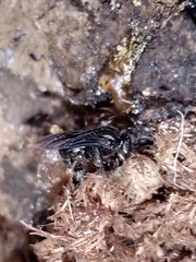 Scaptotrigona bipunctata