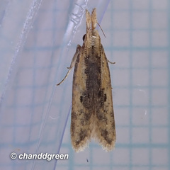 Dichomeris ochthophora