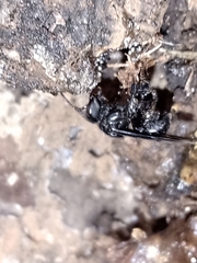 Scaptotrigona bipunctata