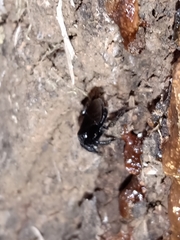 Scaptotrigona bipunctata
