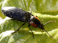 Selatosomus edwardsi