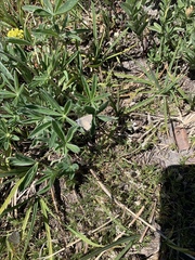 Satyrium semiluna