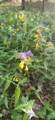 Melampyrum nemorosum