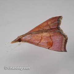 Hemiscopis sanguinea